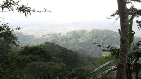 Usambara Mountains - Tropischer Regenwald