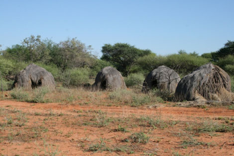 Kalahariwueste San Rundhuetten
