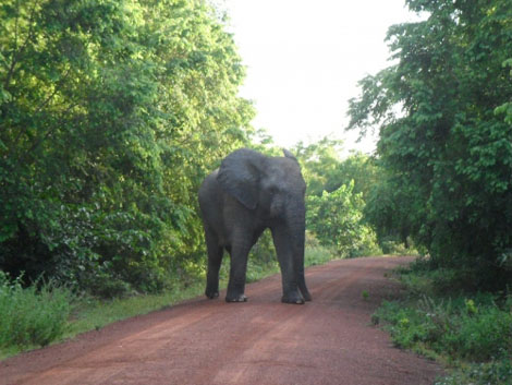 Mole Nationalpark - Elefant