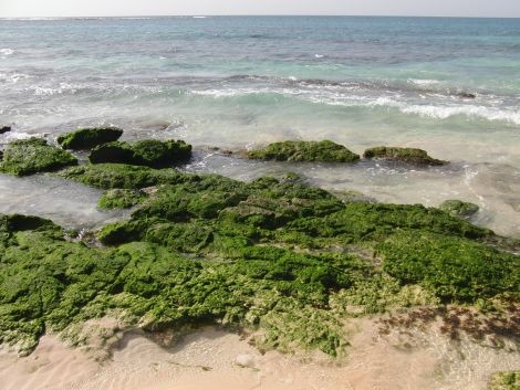 Kapverden Boa Vista Strand Algen